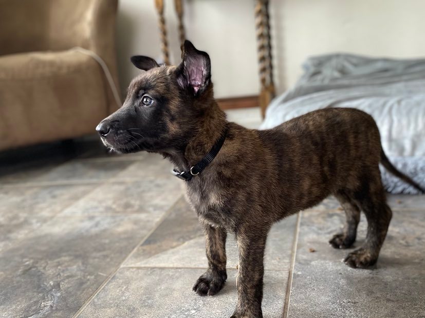 german shepherd czech ontario breeder CKC K9 puppy dog ontario timmins working dog GSD Dutch shepherd malinois litter
