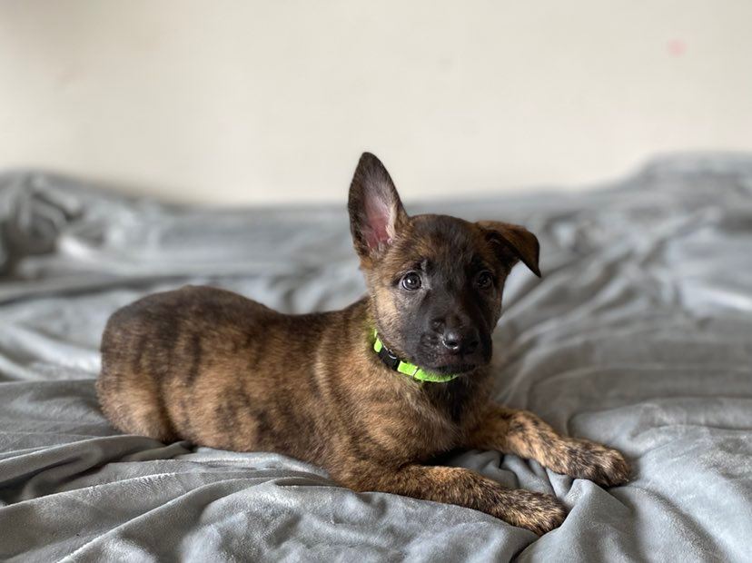 german shepherd czech ontario breeder CKC K9 puppy dog ontario timmins working dog GSD Dutch shepherd malinois chiot chien berger allemand litter