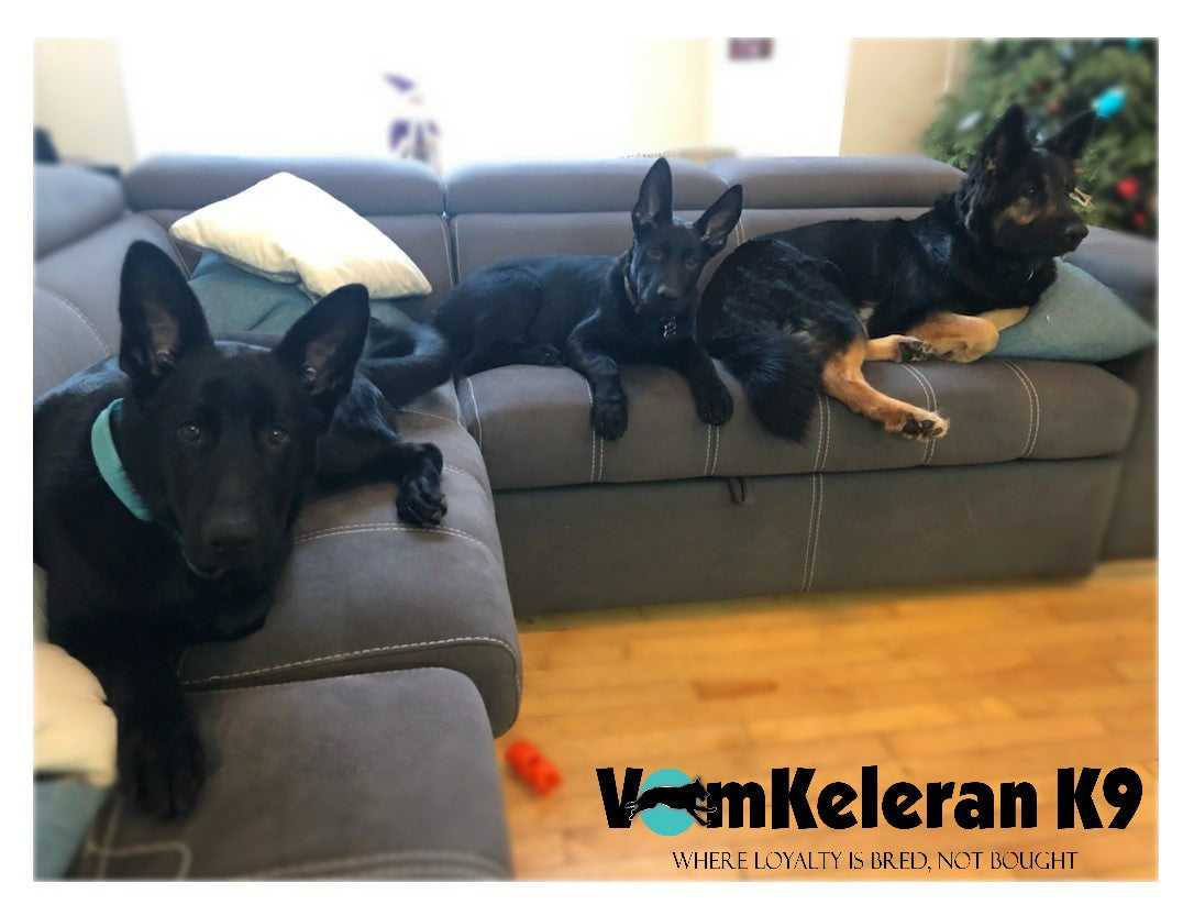 german shepherd ontario breeder K9 puppy timmins working dog GSD Dutch shepherd malinois
