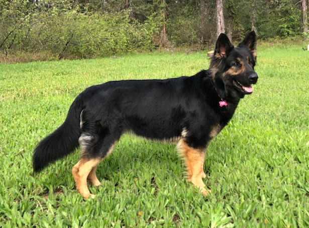 german shepherd czech ontario breeder CKC K9 puppy dog ontario timmins working dog GSD Dutch shepherd malinois litter chien chiot
