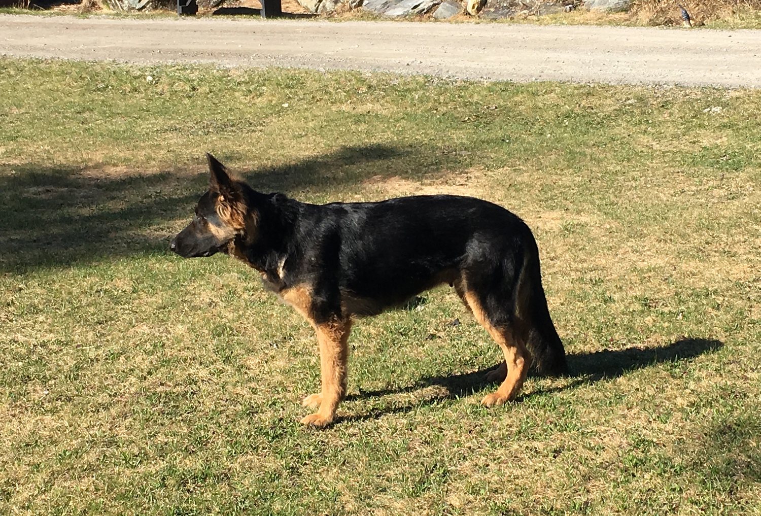german shepherd czech ontario breeder CKC K9 puppy dog ontario timmins working dog GSD Dutch shepherd malinois litter chien chiot
