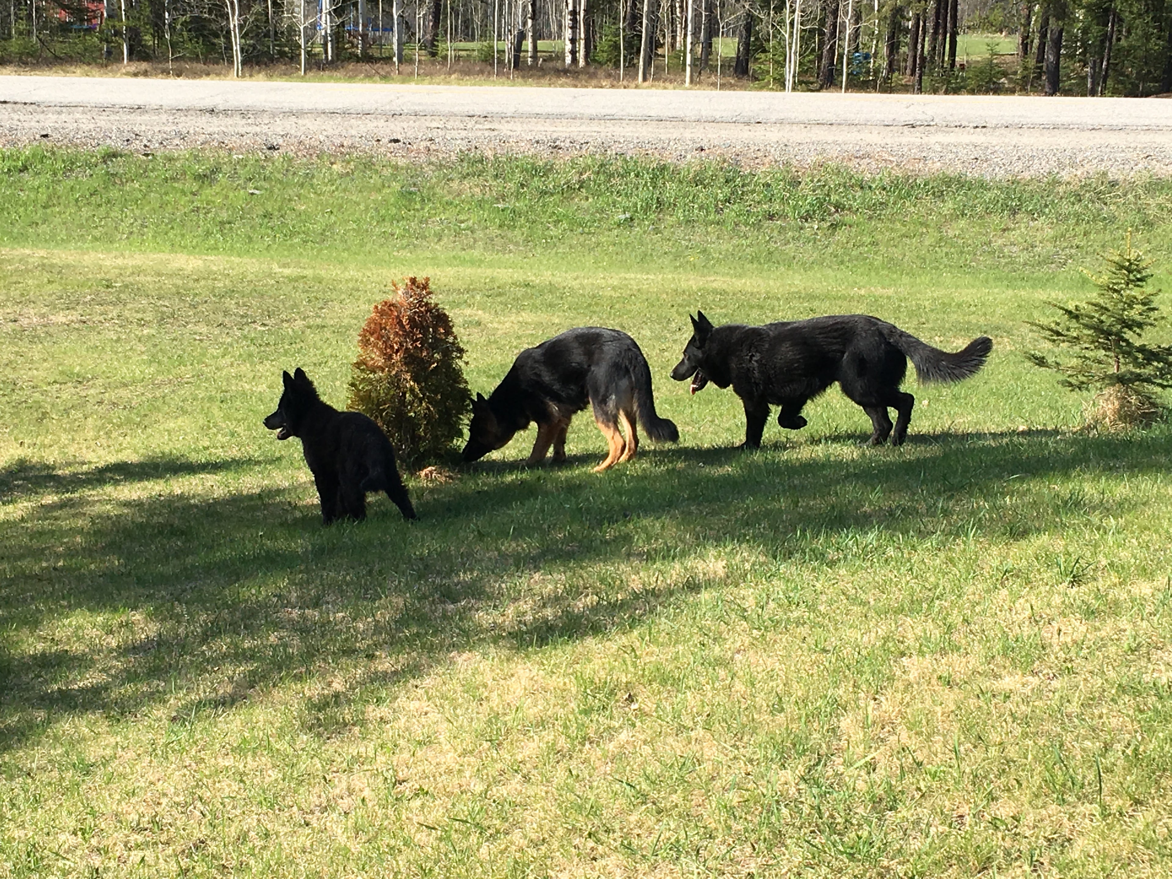 german shepherd czech ontario breeder CKC K9 puppy dog ontario timmins working dog GSD Dutch shepherd malinois litter