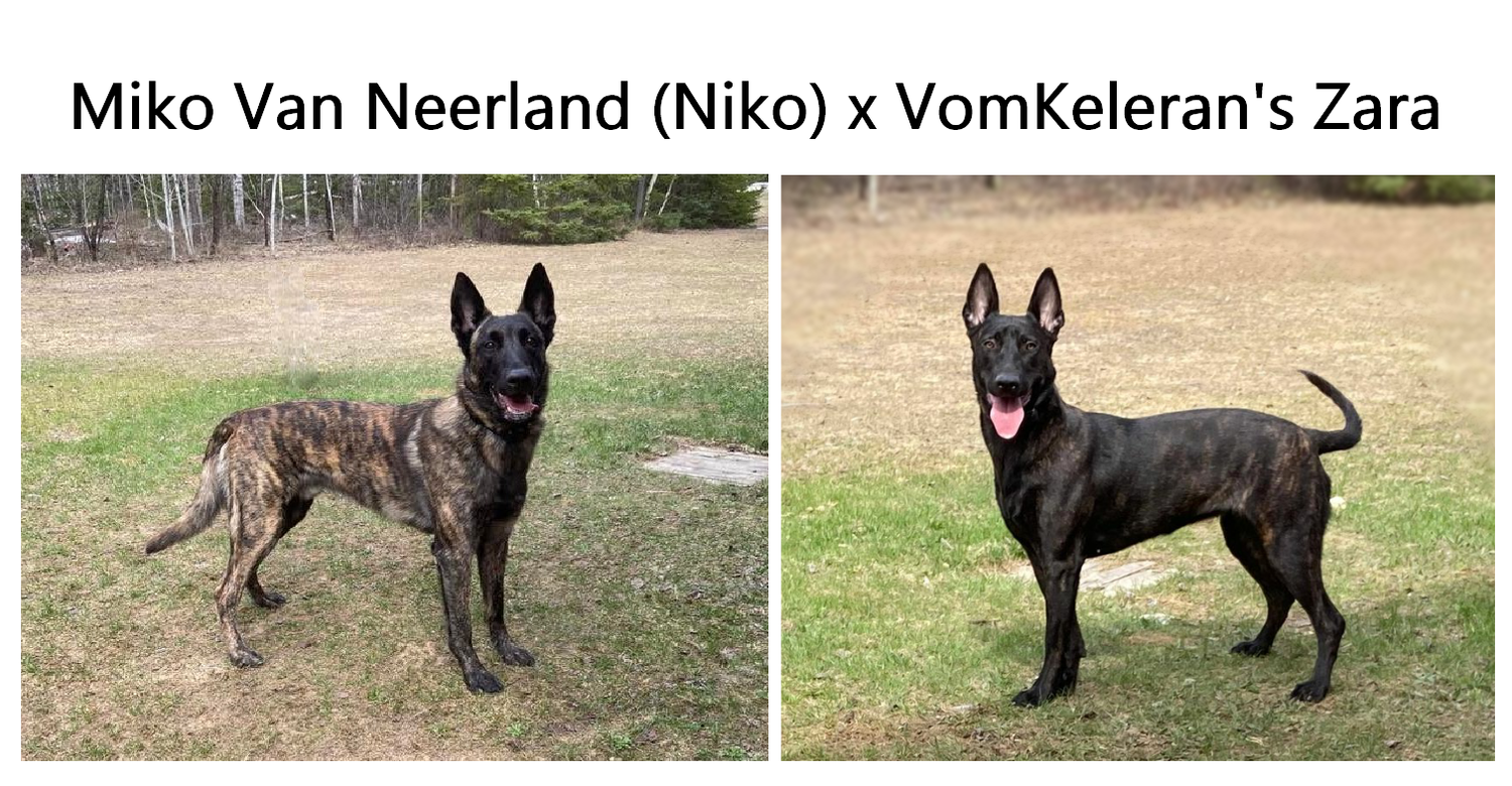 german shepherd ontario breeder K9 puppy timmins working dog GSD Dutch shepherd malinois