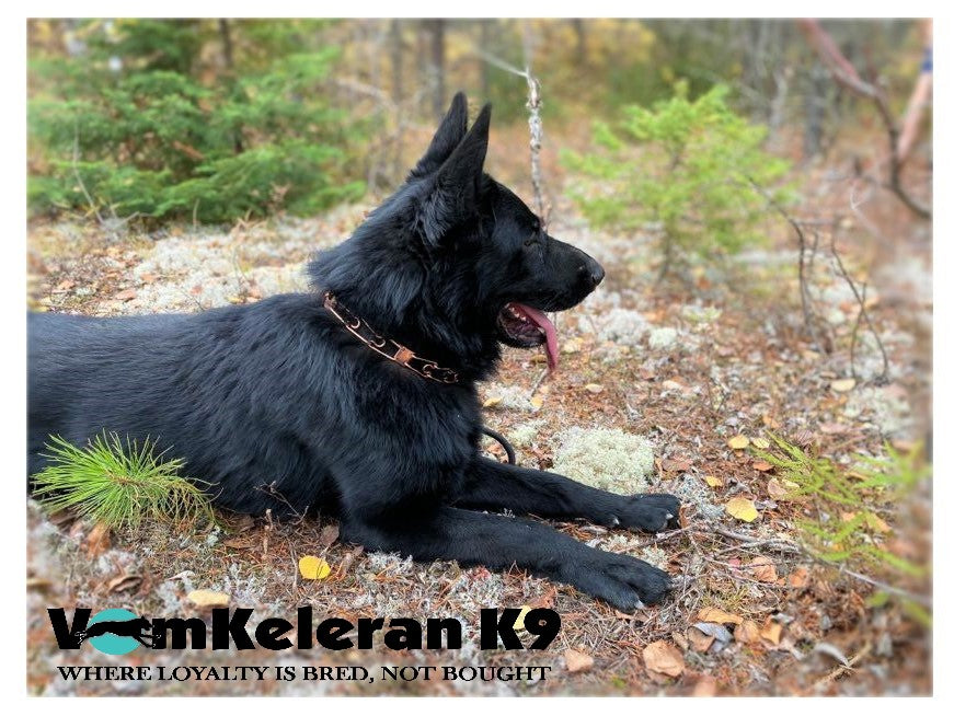 german shepherd czrch ontario breeder CKC K9 puppy dog ontario timmins working dog GSD Dutch shepherd malinois litter