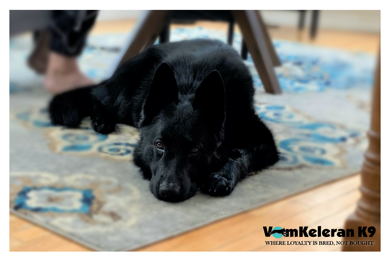 german shepherd ontario breeder K9 puppy timmins CKC working dog GSD Dutch shepherd malinois