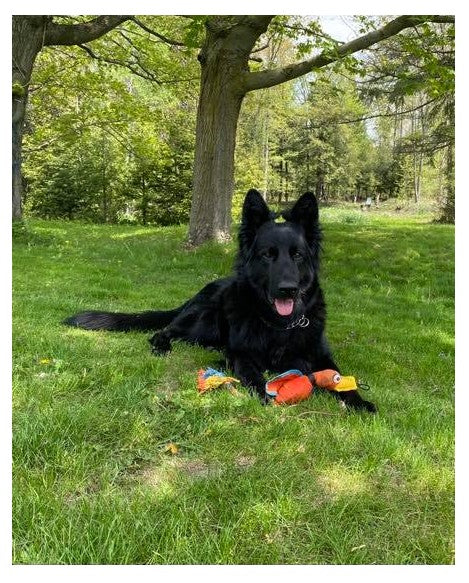 german shepherd ontario breeder K9 puppy timmins working dog GSD Dutch shepherd malinois