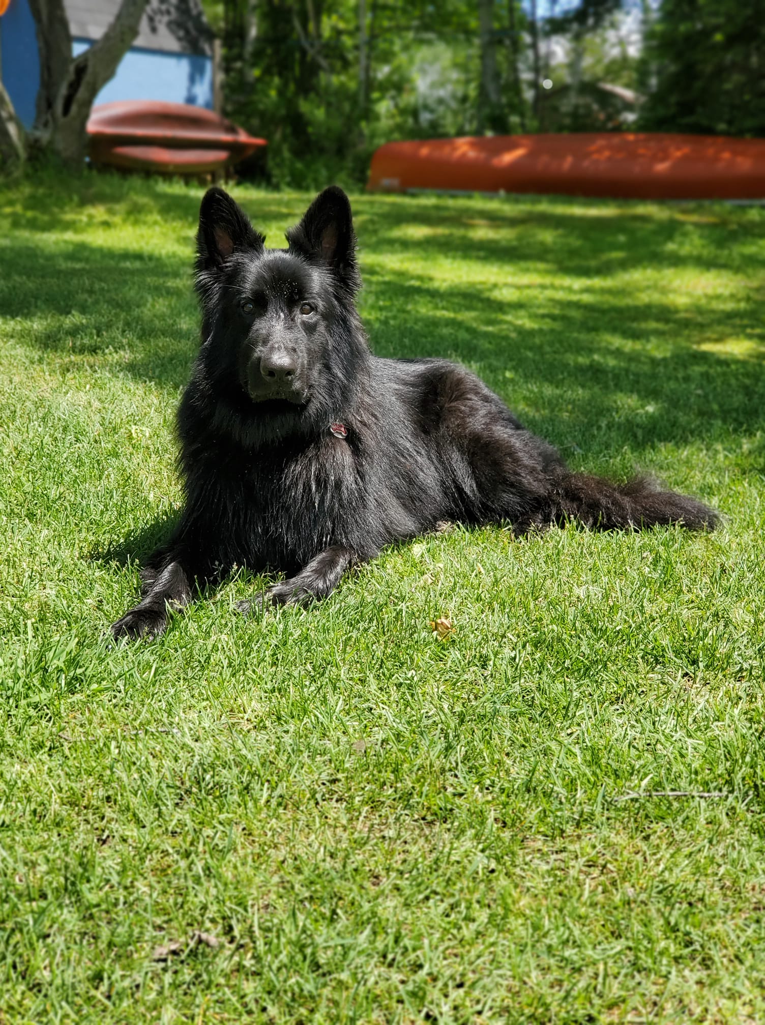 german shepherd ontario breeder K9 puppy timmins working dog GSD Dutch shepherd malinois