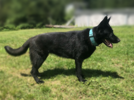 german shepherd czech ontario breeder CKC K9 puppy dog ontario timmins working dog GSD Dutch shepherd malinois litter chien chiot