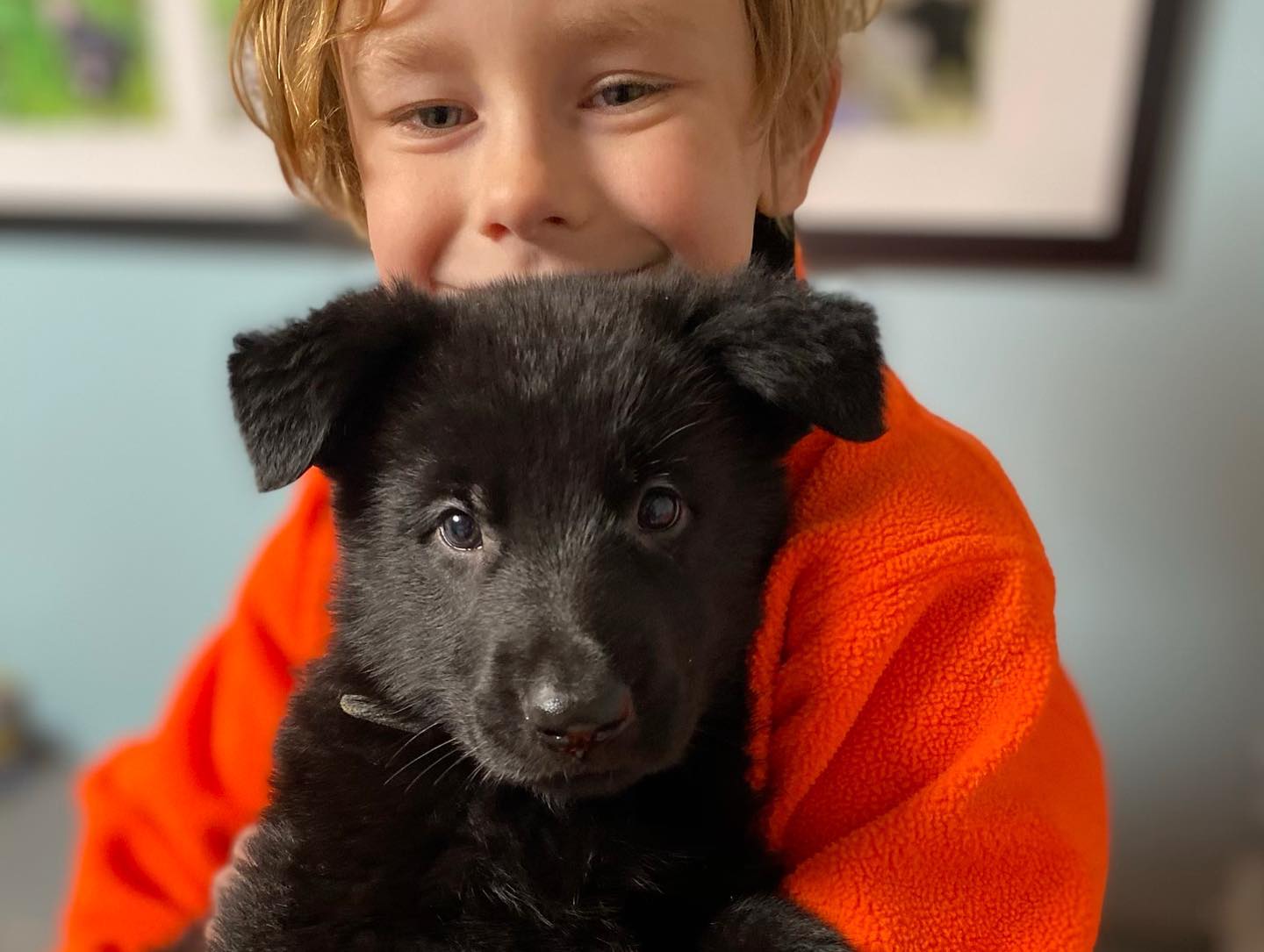 german shepherd ontario breeder K9 puppy timmins working dog GSD Dutch shepherd malinois