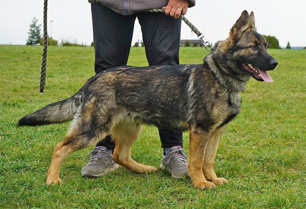 german shepherd czech ontario breeder CKC K9 puppy dog ontario timmins working dog GSD Dutch shepherd malinois litter chien chiot