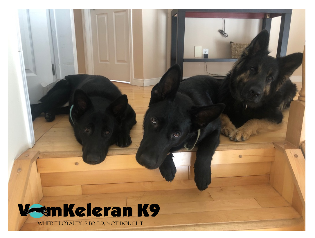 german shepherd czrch ontario breeder CKC K9 puppy dog ontario timmins working dog GSD Dutch shepherd malinois litter chiot chien berger allemand