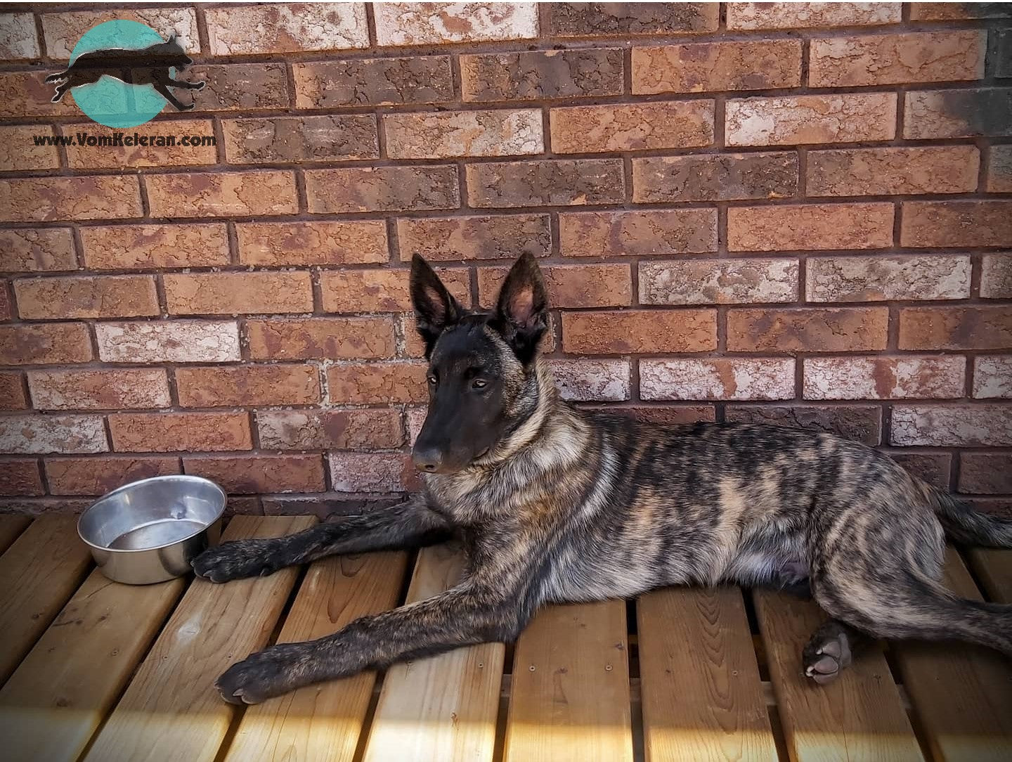 german shepherd czrch ontario breeder CKC K9 puppy dog ontario timmins working dog GSD Dutch shepherd malinois litter