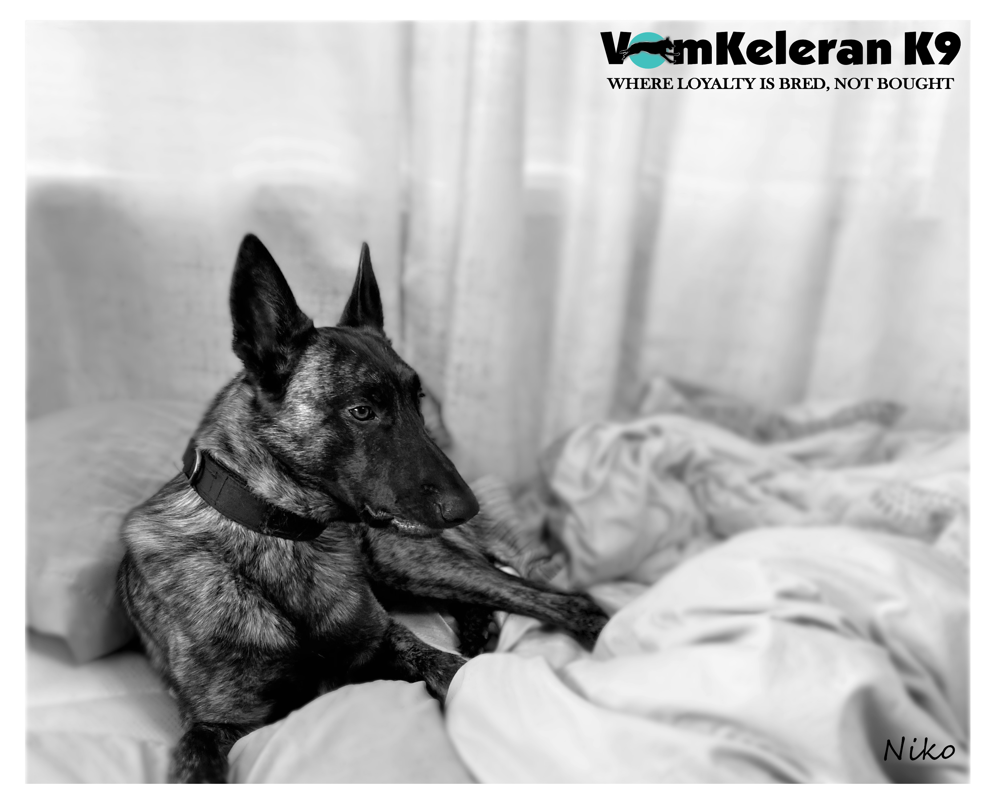 german shepherd ontario breeder K9 puppy timmins working dog GSD Dutch shepherd malinois