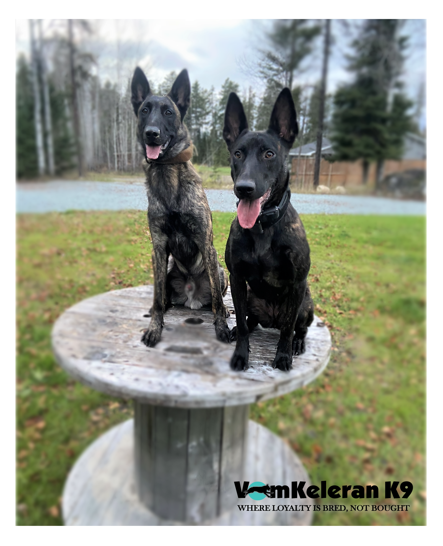 german shepherd czrch ontario breeder CKC K9 puppy dog ontario timmins working dog GSD Dutch shepherd malinois litter