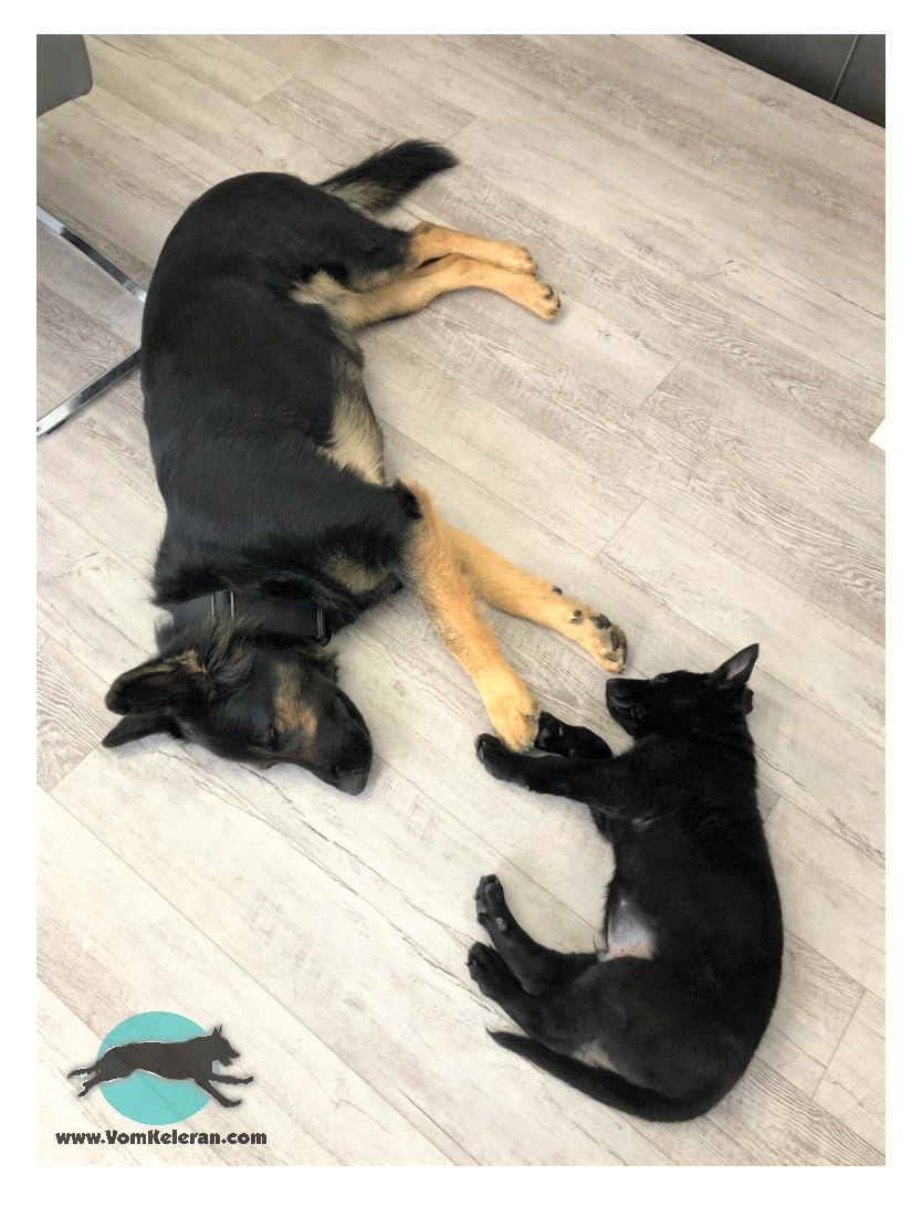 german shepherd czrch ontario breeder CKC K9 puppy dog ontario timmins working dog GSD Dutch shepherd malinois litter