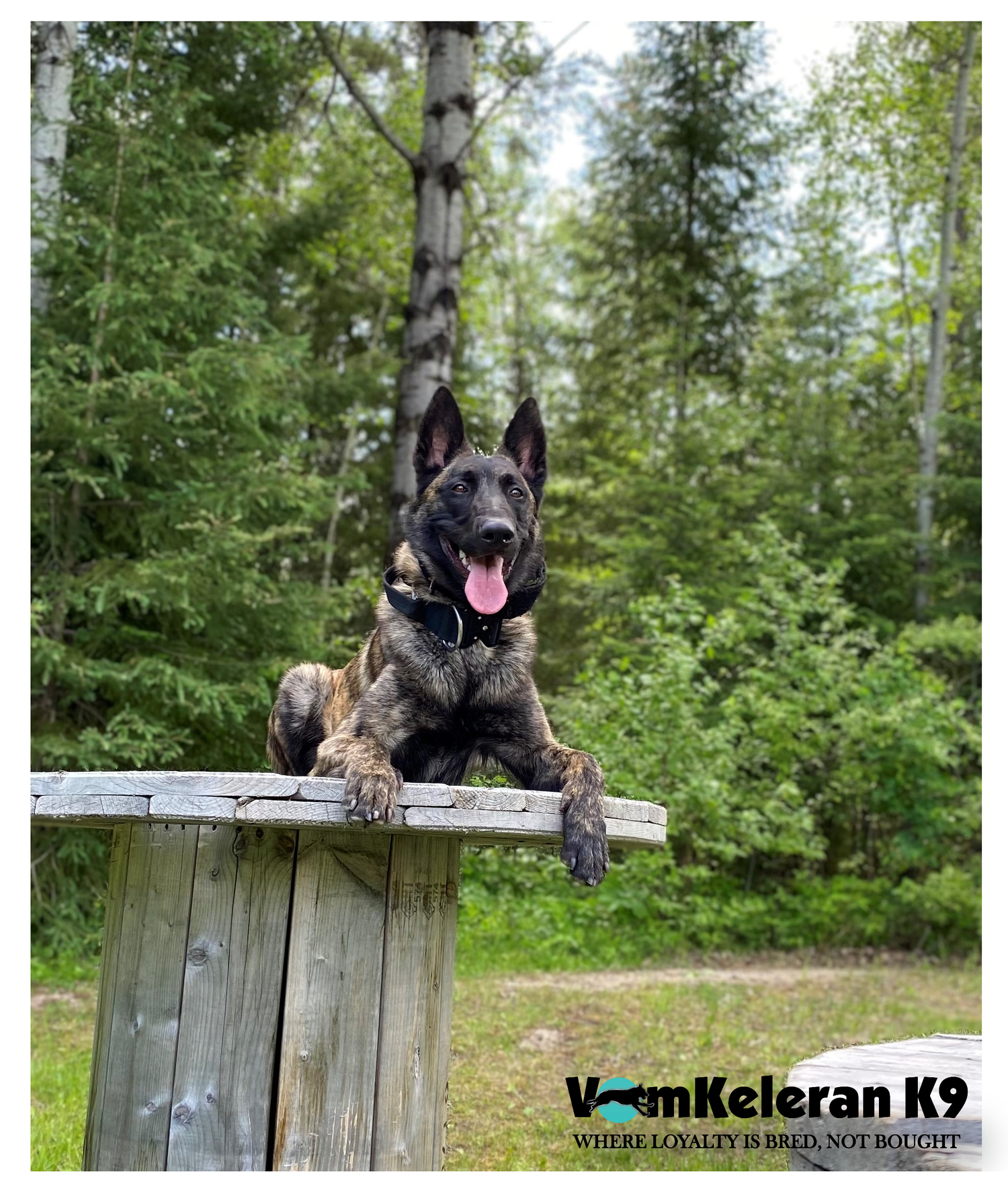 german shepherd czrch ontario breeder CKC K9 puppy dog ontario timmins working dog GSD Dutch shepherd malinois litter