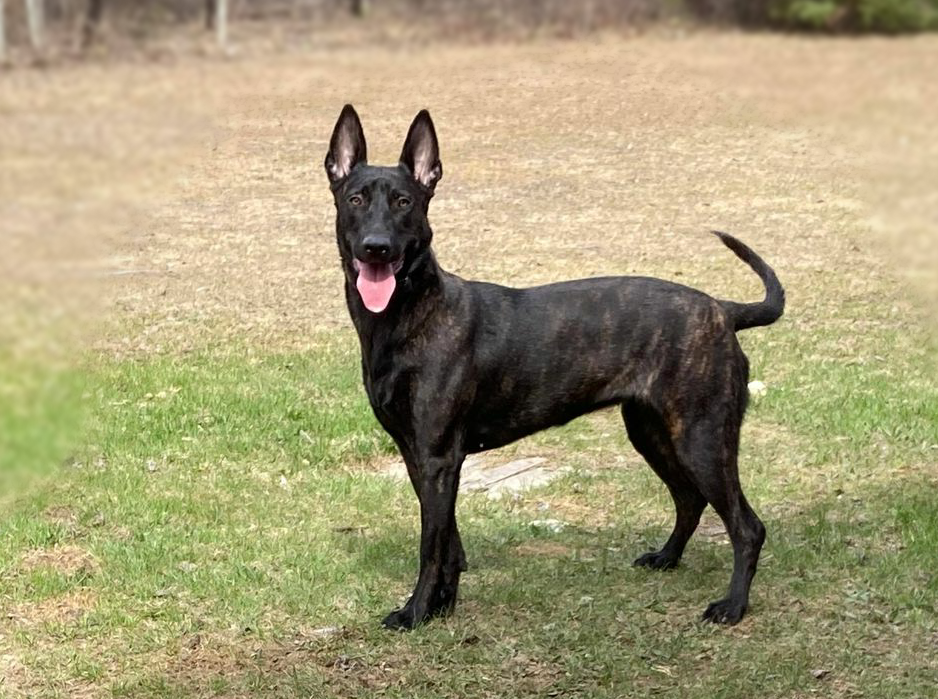german shepherd czech ontario breeder CKC K9 puppy dog ontario timmins working dog GSD Dutch shepherd malinois litter chien chiot