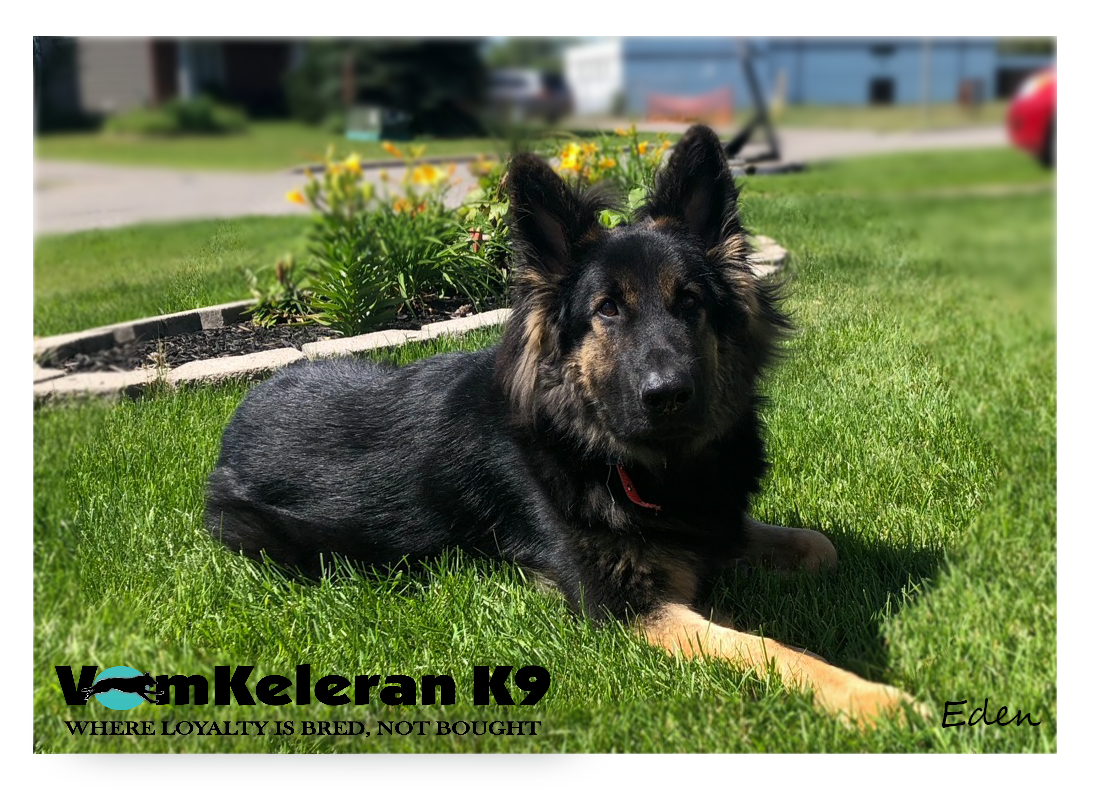 german shepherd ontario breeder K9 puppy timmins CKC working dog GSD Dutch shepherd malinois