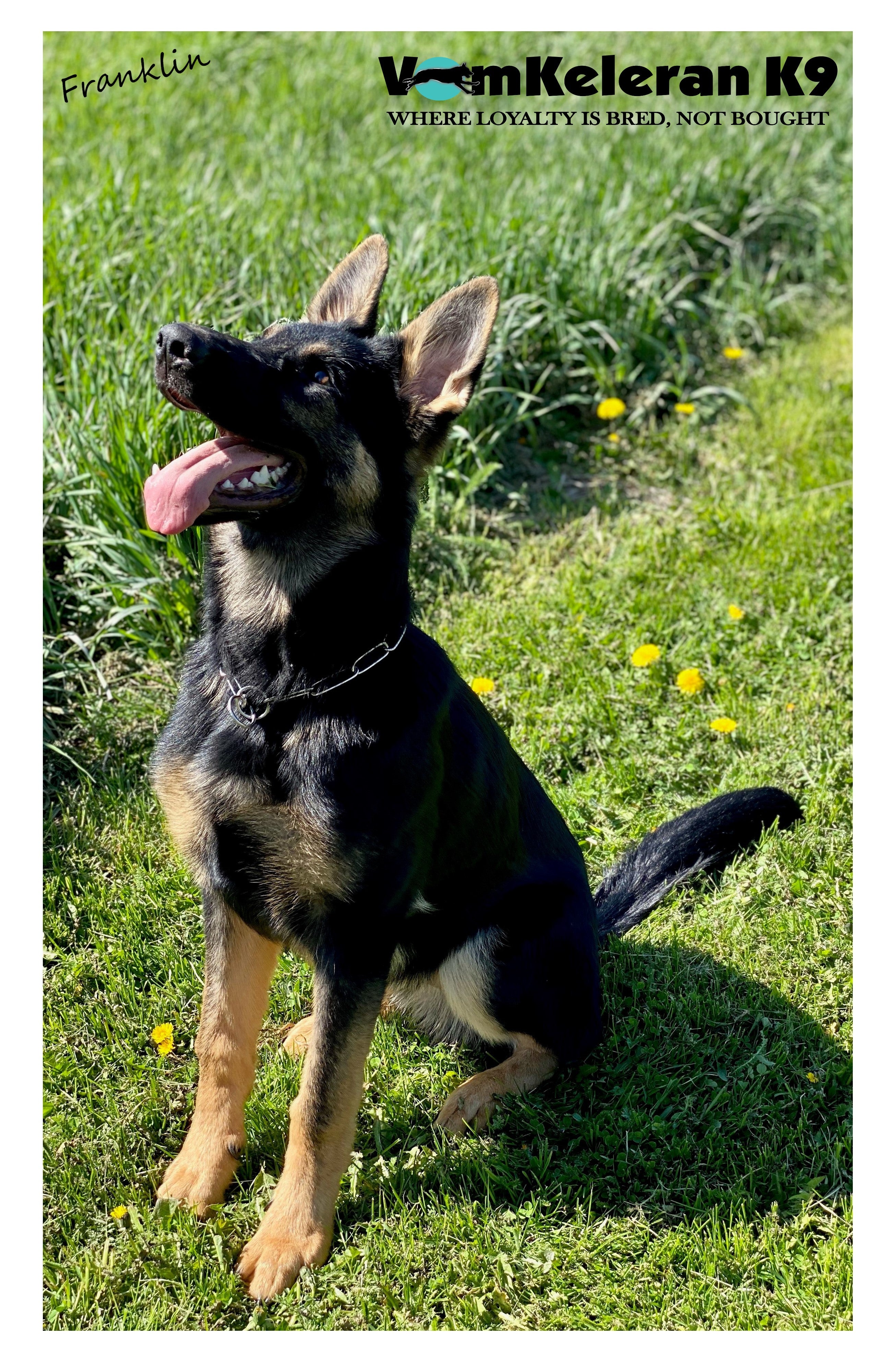 german shepherd ontario breeder K9 puppy timmins CKC working dog GSD Dutch shepherd malinois