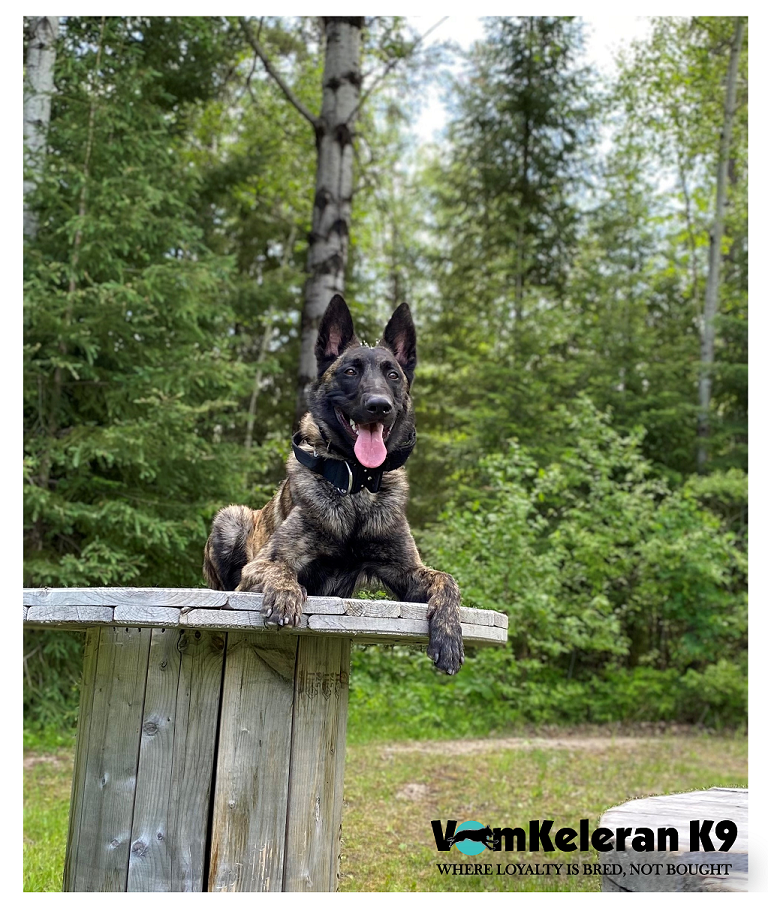 german shepherd czech ontario breeder CKC K9 puppy dog ontario timmins working dog GSD Dutch shepherd malinois litter chiot chien berger allemand