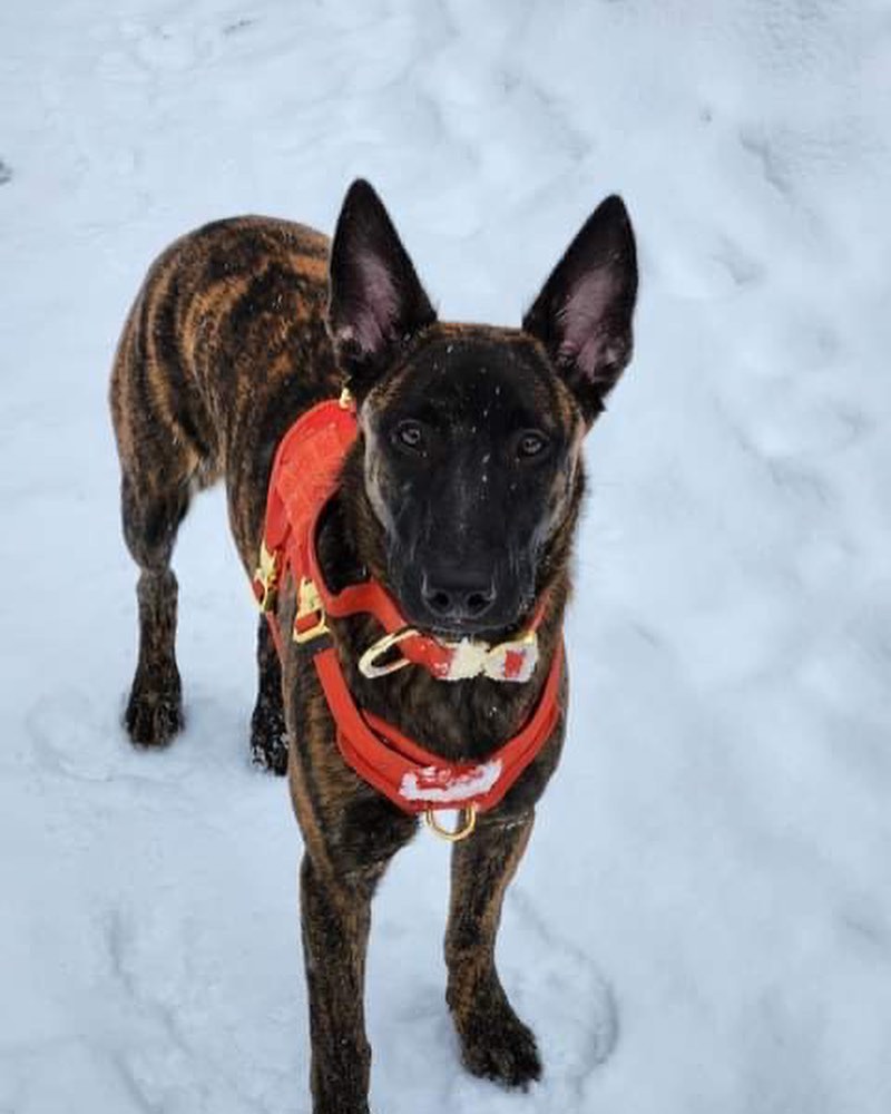 german shepherd ontario breeder K9 puppy timmins CKC working dog GSD Dutch shepherd malinois