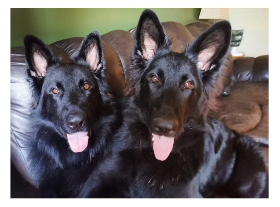 german shepherd ontario breeder K9 puppy timmins CKC working dog GSD Dutch shepherd malinois