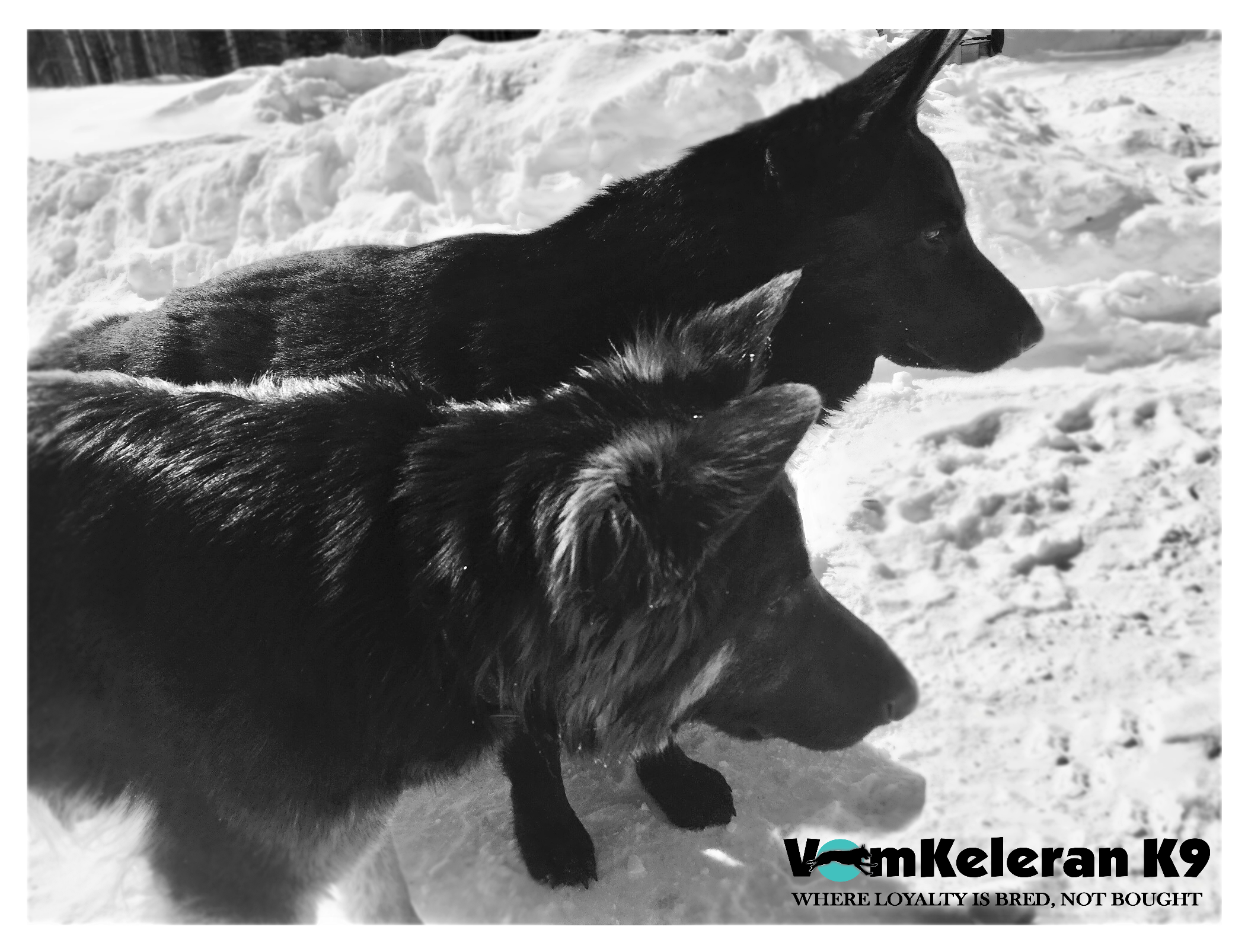 german shepherd czrch ontario breeder CKC K9 puppy dog ontario timmins working dog GSD Dutch shepherd malinois litter