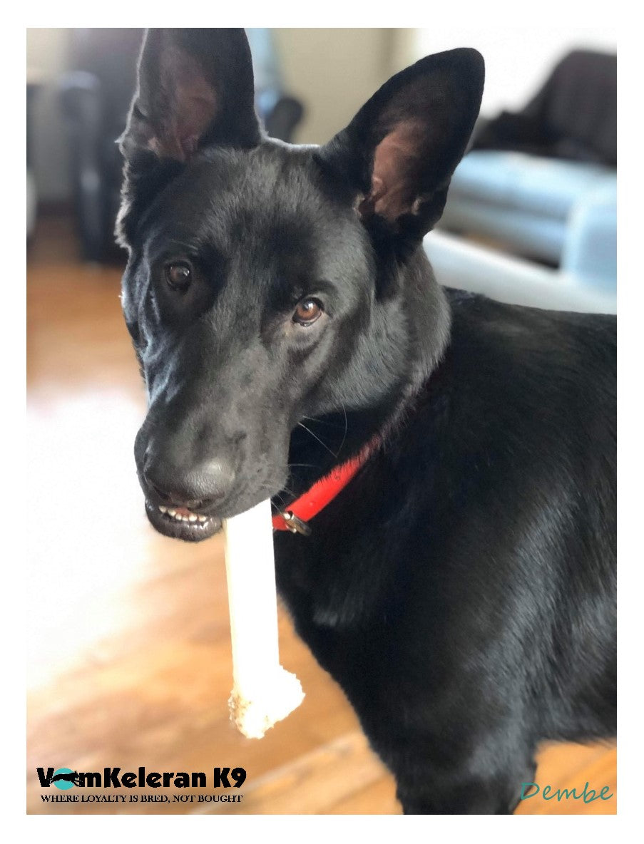 german shepherd ontario breeder K9 puppy timmins CKC working dog GSD Dutch shepherd malinois