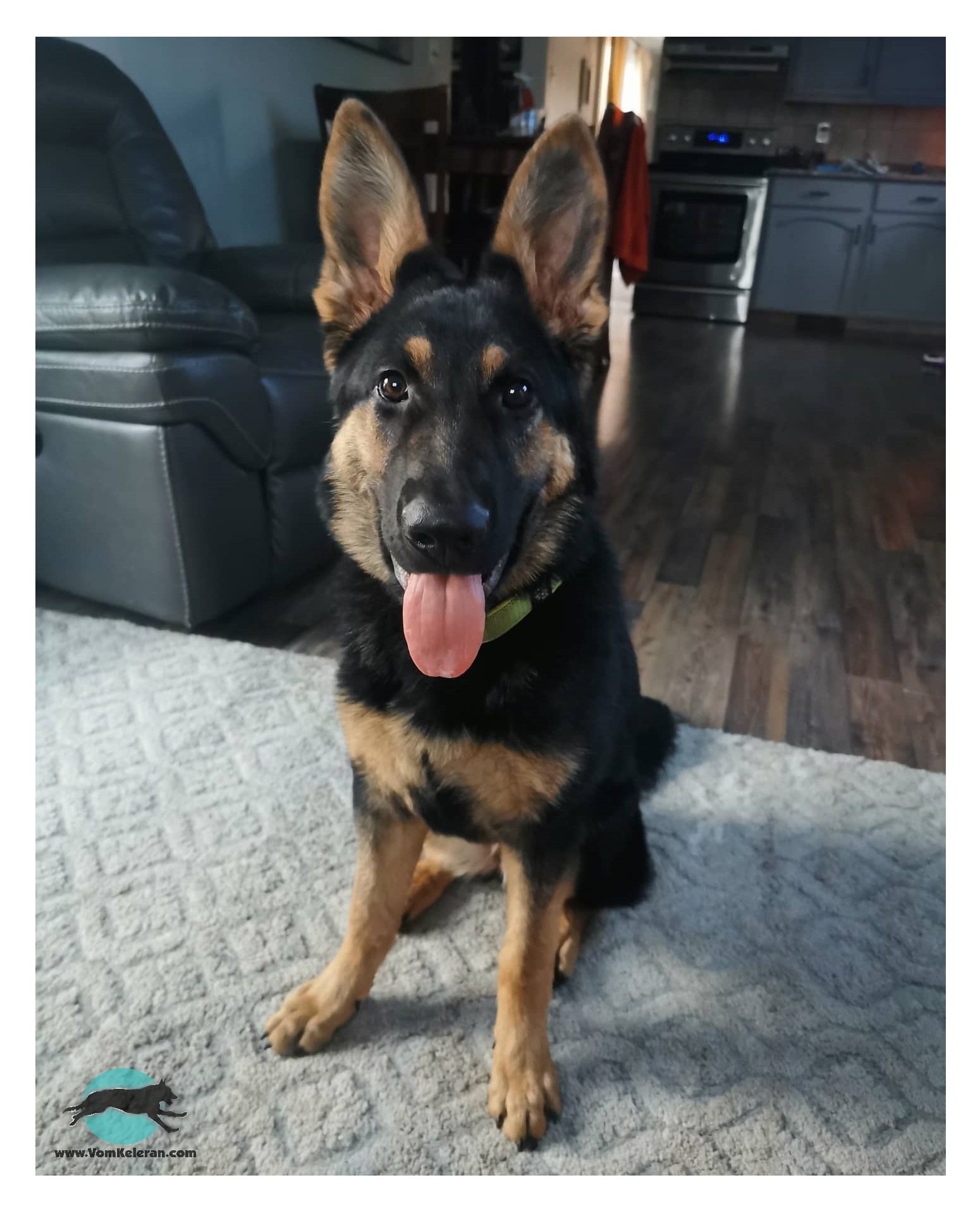 german shepherd ontario breeder K9 puppy timmins CKC working dog GSD Dutch shepherd malinois