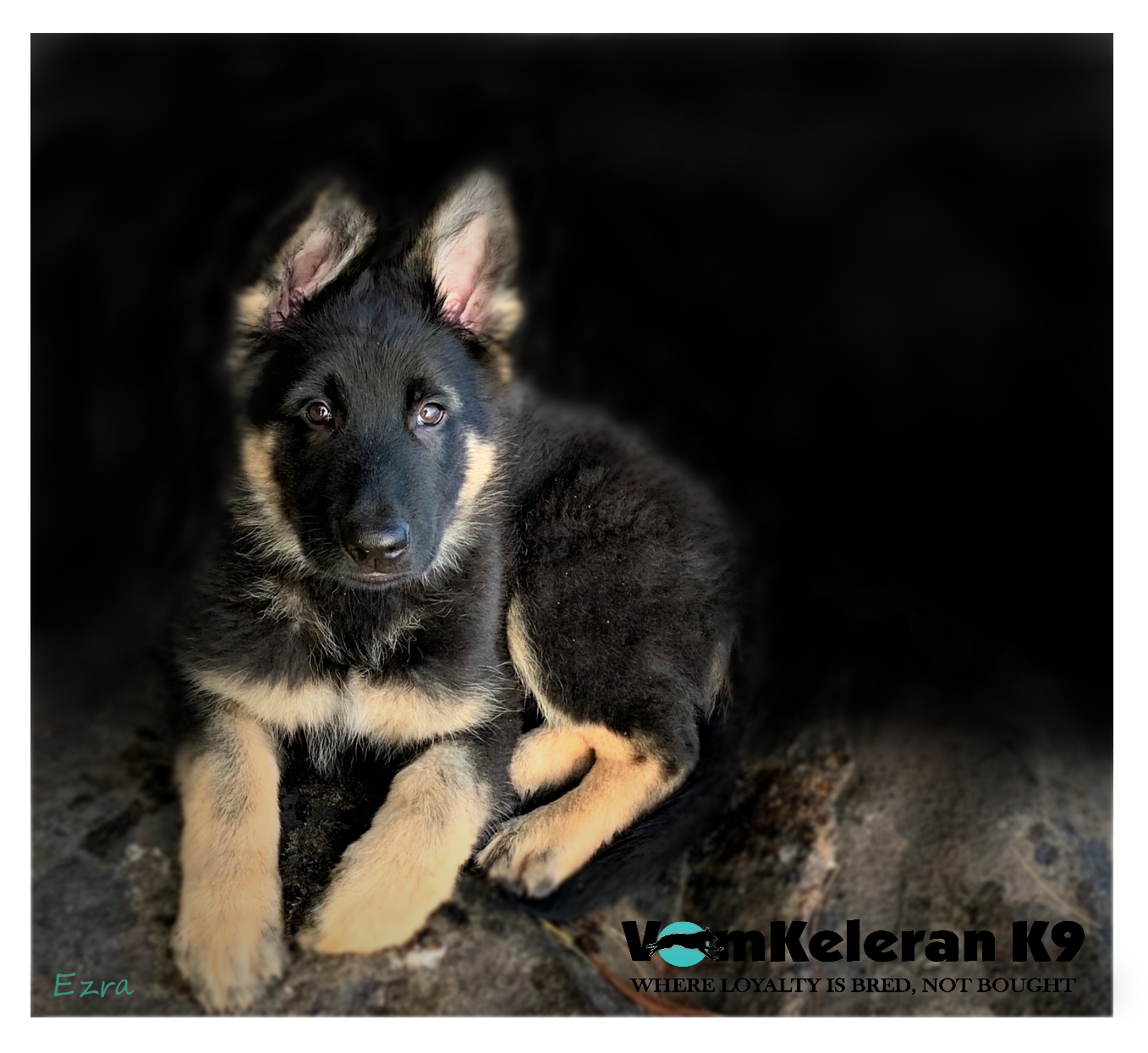Ckc german shepherd clearance puppies for sale
