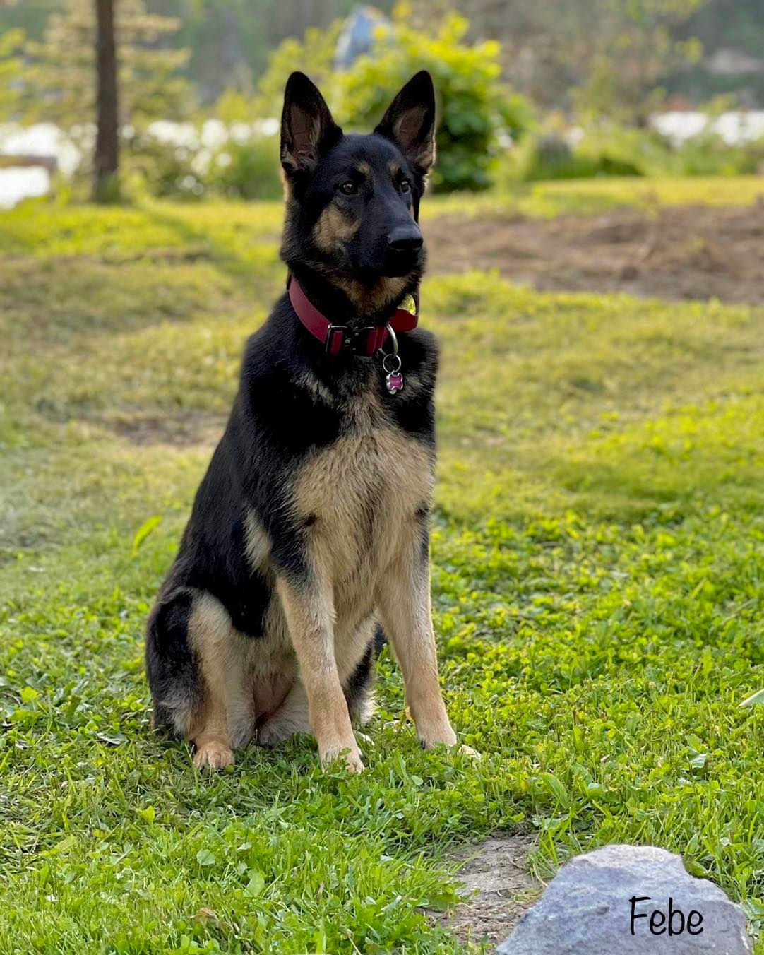 german shepherd ontario breeder K9 puppy timmins CKC working dog GSD Dutch shepherd malinois