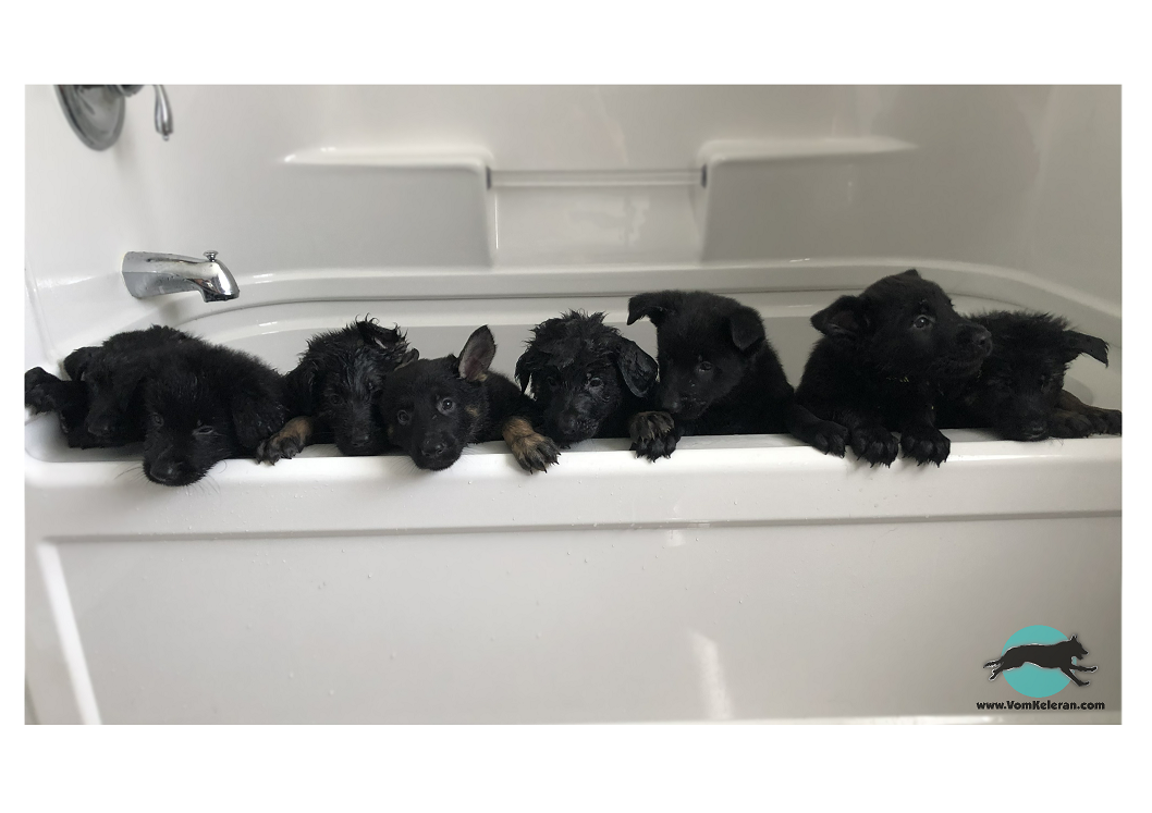 german shepherd czrch ontario breeder CKC K9 puppy dog ontario timmins working dog GSD Dutch shepherd malinois litter