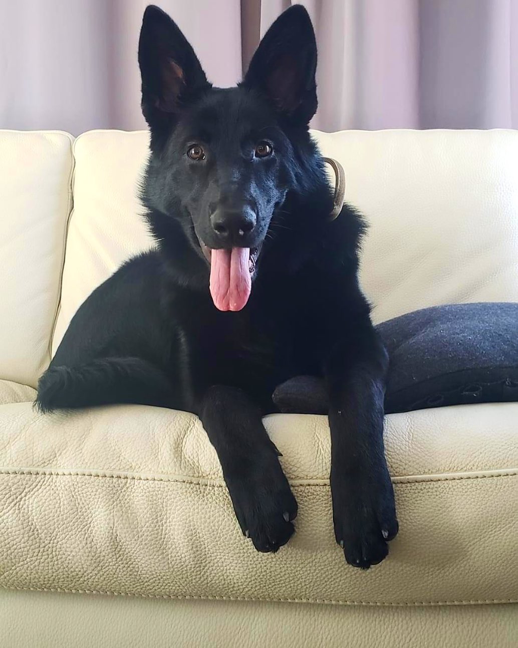 german shepherd ontario breeder K9 puppy timmins CKC working dog GSD Dutch shepherd malinois