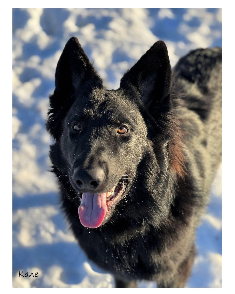 german shepherd ontario breeder K9 puppy timmins CKC working dog GSD Dutch shepherd malinois