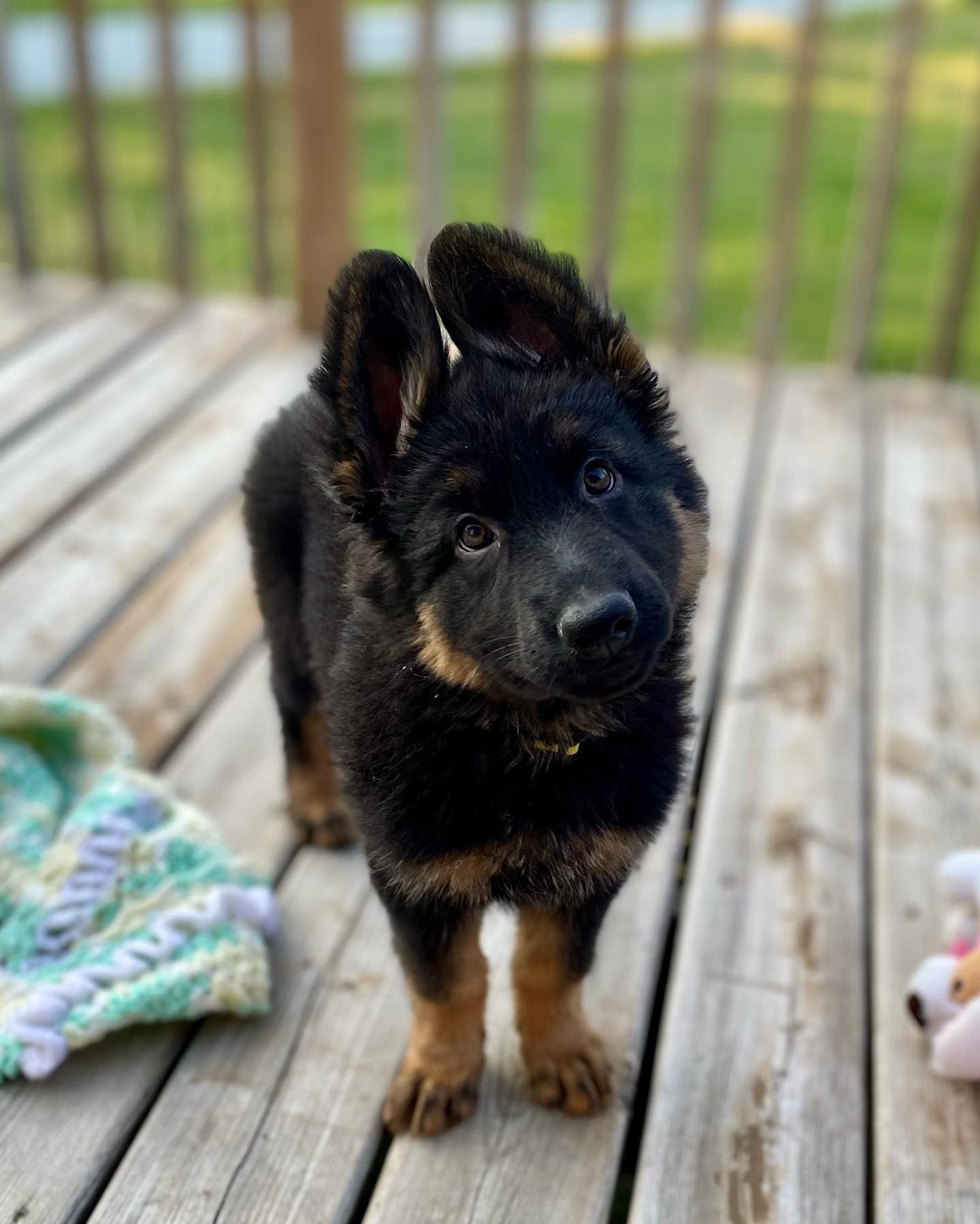 german shepherd ontario breeder K9 puppy timmins CKC working dog GSD Dutch shepherd malinois