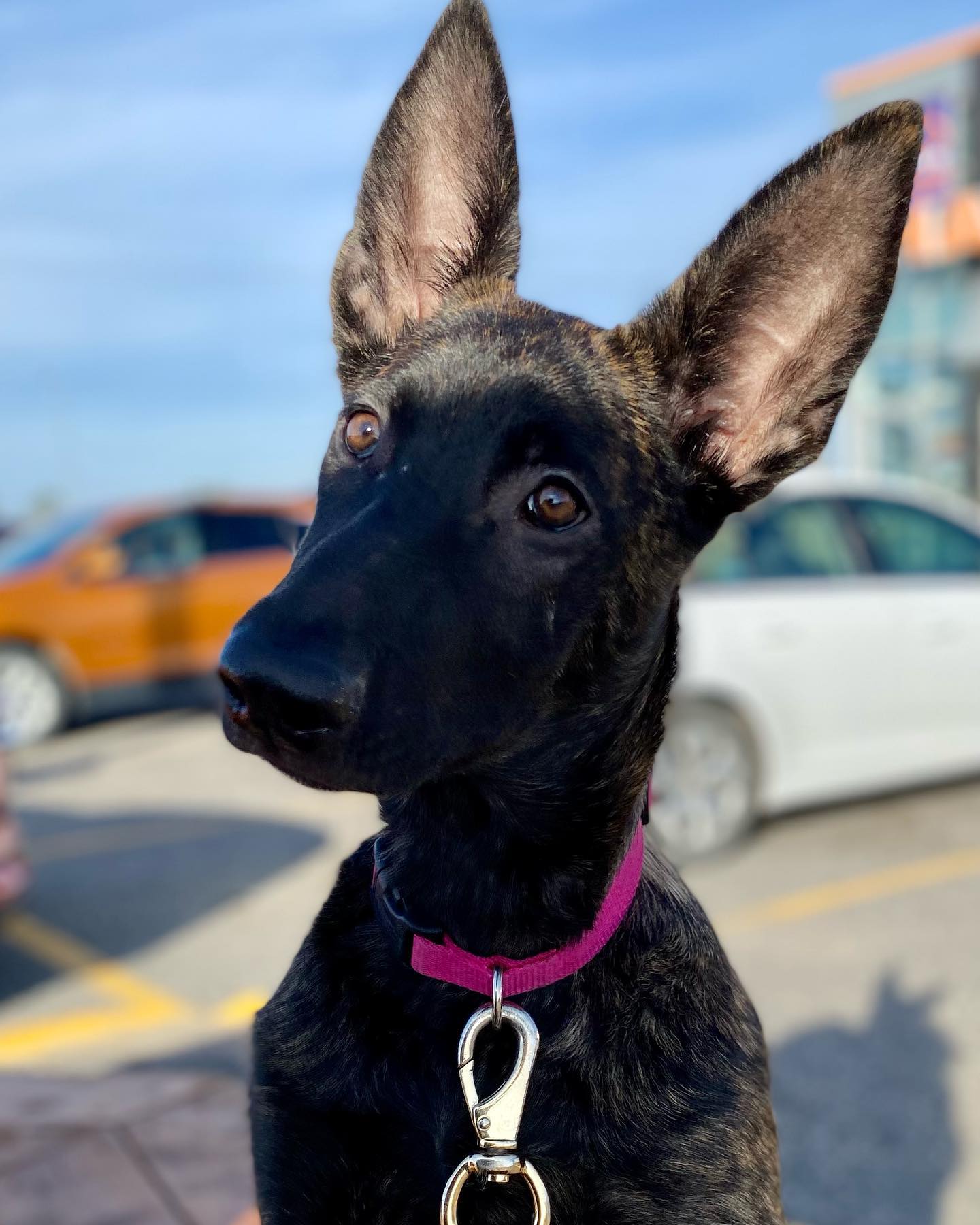 german shepherd ontario breeder K9 puppy timmins CKC working dog GSD Dutch shepherd malinois