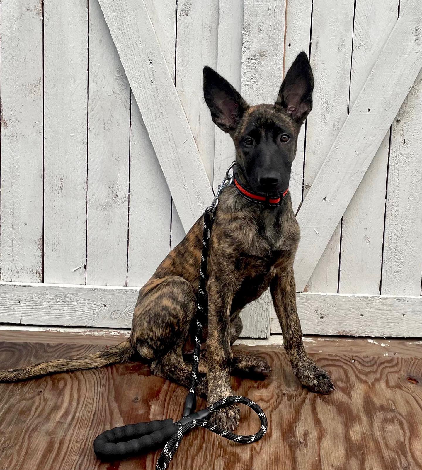 german shepherd ontario breeder K9 puppy timmins CKC working dog GSD Dutch shepherd malinois